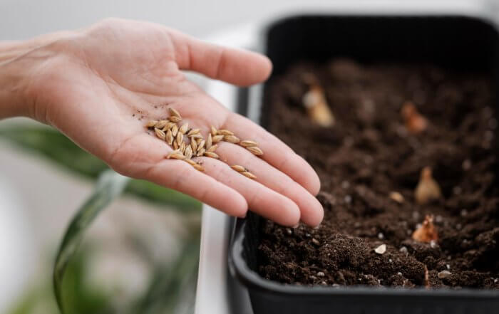 9 Steps in Starting Seeds Indoors